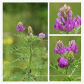 Astragale séchée, Radix astragali, Astragalus membranaceus, mongholicus, chrysopterus, floridus, tongulensis, tibetanus